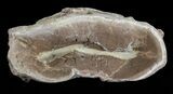 Xiphactinus (Cretaceous Fish) Vertebrae - Kansas #68967-2